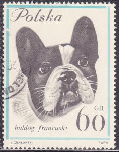 Poland 1119 French Bulldog 60Gr 1963