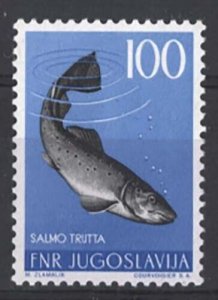 Yugoslavia 1954 100d Trout sg776 fine mint cat £95