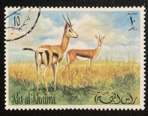 Ras-al-Khaima (UAE???) Springbok Antelope Africa ???
