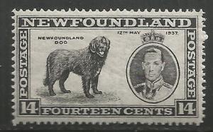 NEWFOUNDLAND 238, MNH, DOG