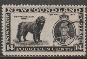 Newfoundland #238 Used VF   (~1436)