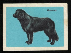 Dog breed: Diver, Matchbox Label Stamp (ST-42)