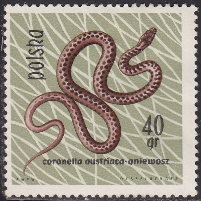 Poland 1135 Smooth Snake 1963