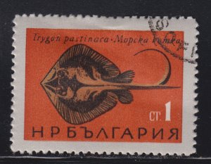 Bulgaria 1403 Fish of the Black Sea - Sting Ray 1965