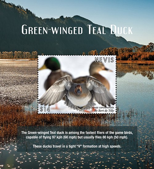 2021/01 - NEVIS - GREEN WINGED TEAL DUC             1V  complet set    MNH ** T