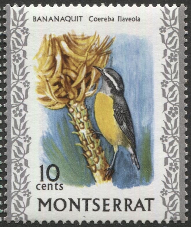 MONTSERRAT 1970  Sc 236  MNH, VF, 10c Bananaquit Bird