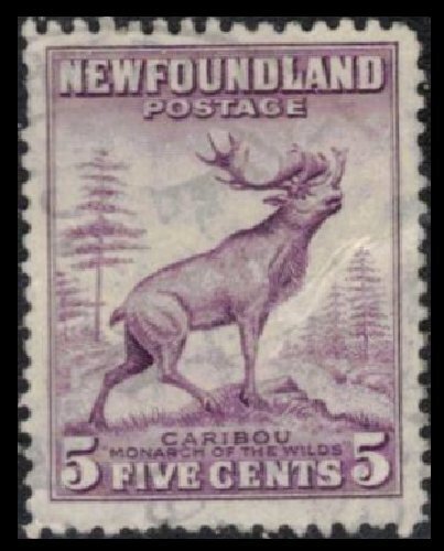 NEWFOUNDLAND VINTAGE 1941 5c #257 USED PERF 12½ CARIBOU