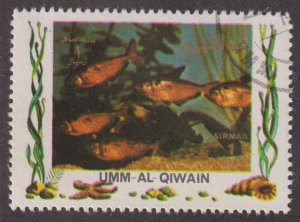 UAE Umm Al Qiwain Unlisted Tropical Aquarium Fish