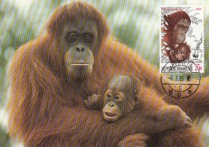 Indonesia 1989 Maxicard Sc #1380 75r Orangutans WWF