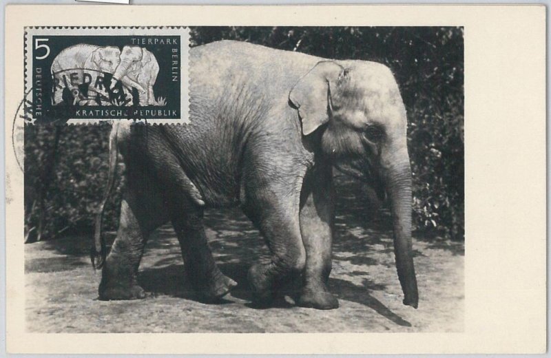 52212 - GERMANY DDR - MAXIMUM CARD - 1957 ANIMALS: ELEPHANT-