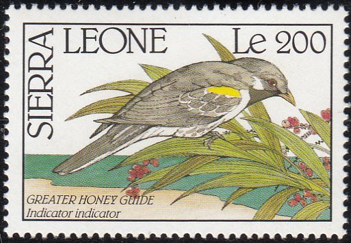 Sierra Leone 1990 MNH Sc #1240 200Le Greater honey guide Birds