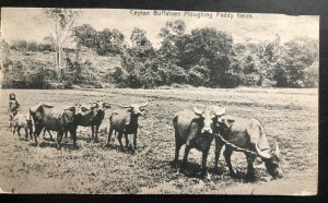 1929 Colombo Ceylon RPPC Postcard cover To England Buffaloes Ploughing Paddy