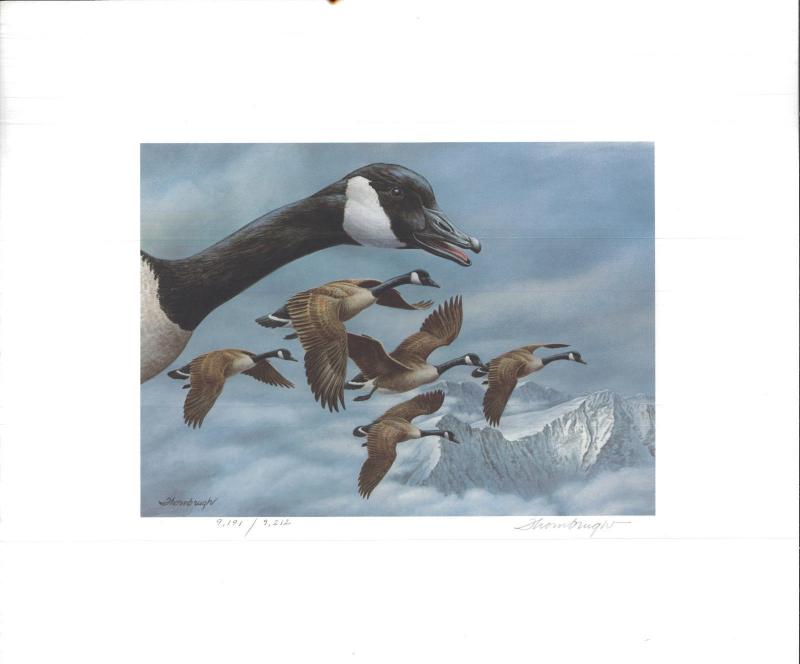 MONTANA #1 1986  DUCK  STAMP PRINT CANADA GEESE by Joe Thornbrugh