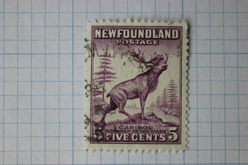 Newfoundland Canada used sc#191 unlisted perf variety p13