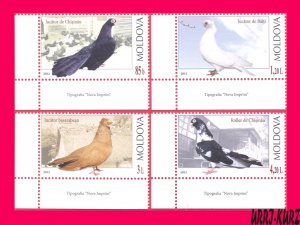 MOLDOVA 2012 Nature Fauna Birds Pigeons 4v Sc755-758 Mi799-802 MNH