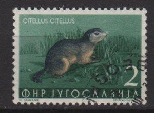 Yugoslavia 1954 - Scott 398 CTO - 2d, Ground squirrel