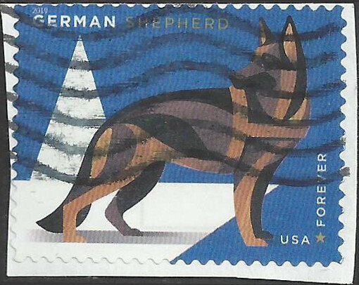 General German Shepherd