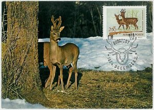 32221 - HUNGARY - POSTAL HISTORY - MAXIMUM CARD  Deer HUNTING FaunaI 1964