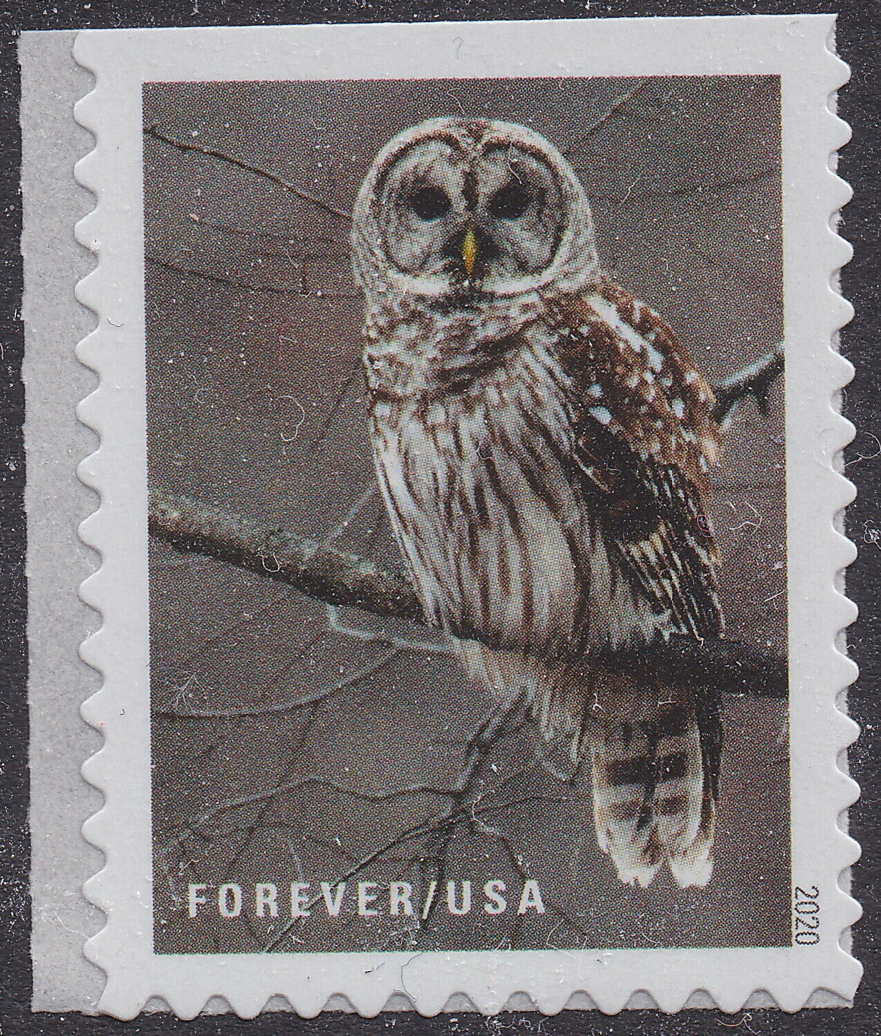 5536 - 2020 First-Class Forever Stamps - Winter Scenes: Barred Owl