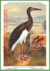 32852 - CONGO - MAXIMUM CARD - 1963 - FAUNA, BIRDS-