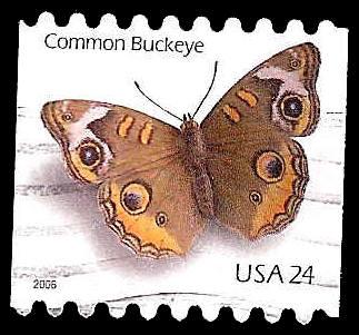 # 4002 USED COMMON BUCKEYE BUTTERFLY