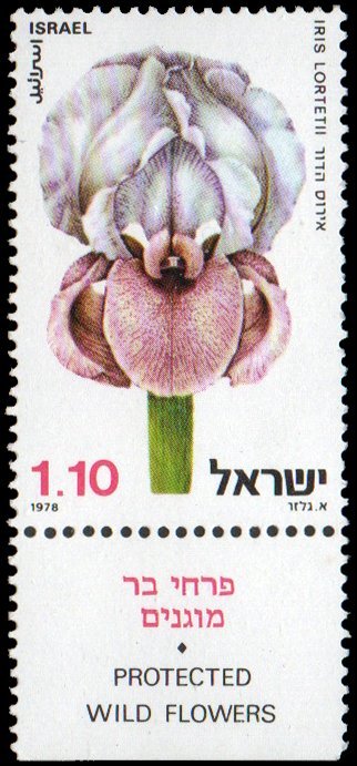 Israel 715 - Mint-NH - £1 Iris (1978)