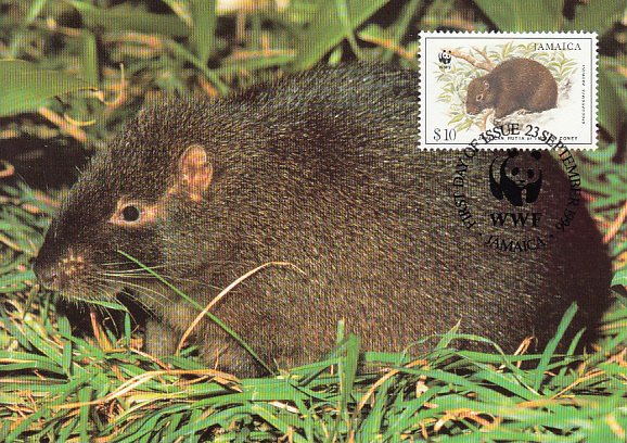 Jamaica 1996 Maxicard Sc #858 $10 Jamaican Hutia WWF