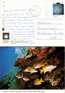 Cayman Islands, Picture Postcards, Marine Life