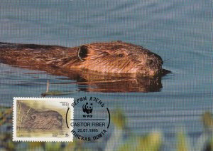 Belarus 1995 Maxicard Sc #120 800r European beaver WWF