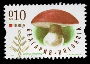 Bulgaria 2014,  mushrooms