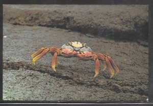 Just Fun Cover Ecuador #878,959 on Sally Light foot Crab Postal Card (my2783)