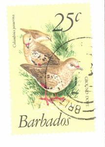 L-BARBados   502   Used Bird