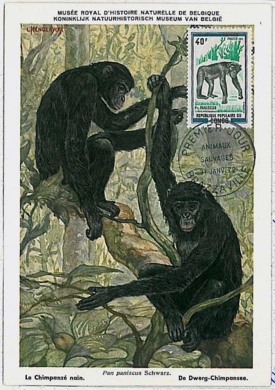 MAXIMUM CARD - POSTAL HISTORY - Congo: Chimpazee, Gorillas, Wild Animals, 1972