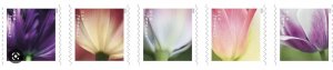 USPS 2023 Tulip Blossom Forever First Class Postage Stamps  (total 700 pcs)
