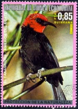 Bird, El Tanagridos, Guinea Ecuatorial stamp used