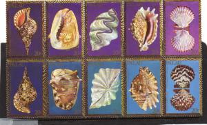 Palau Shells  MNH