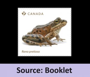 Canada 3421 Endangered Frogs Rana Pretiosa P single (from booklet) MNH 2024