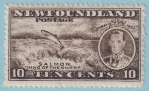 NEWFOUNDLAND 237  MINT HINGED OG * PERF 13.7 - NO FAULTS VERY FINE! - LPW