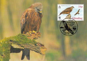 Gibraltar 1996 Maxicard Sc #716c 34p Red kite on rock, in flight WWF