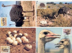 South West Africa # 536-539 Maximum Cards Birds-Ostriches