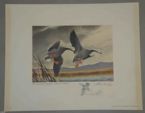 RW39 1972 FEDERAL  DUCK STAMP PRINT Emperor Geese by Cook Artist Proof Remarqued