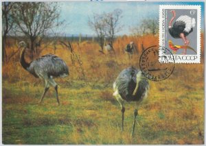 63667 - RUSSIA USSR - POSTAL HISTORY: MAXIMUM CARD 1968 - BIRDS OYSTER-