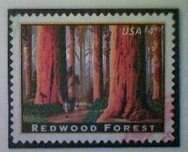 United States, Scott #4378, used(o), 2009, Redwood Forest, $4.95