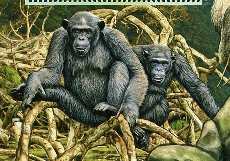 Monkeys Stamp Pan Troglodytes Troglodytes Wild Animal S/S MNH #3686 / Bl.952