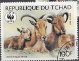 Africa Chad #574 -577 Mouflons  Wild Sheep