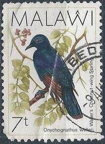 Malawi 521 (u, deep crease) 7t chestnut-wing starling