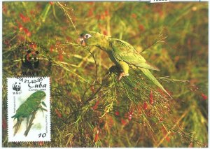 72881 - HAVANA Habana - Postal History - MAXIMUM CARD - WWF Birds PARROTS  1998