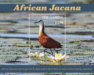 Gambia 2019 - African Jacana - Animals - Souvenir Stamp Sheet - MNH