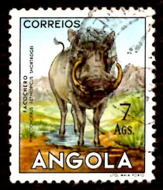 Angola 1953 African Wart Hog Wild Animals 7a Scott.377 Used (#7)