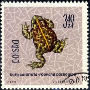 Toad, Natterjack, Poland stamp SC#1145 used